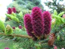 Purple spruce cones