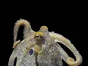 Photograph of a California two-spot octopus