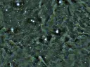 Part of the Perseus molecular cloud, as seen through the Smithsonian’s MMT telescope in Arizona. Self-gravitating structures—dense areas where stars are forming—appear as dark spots. The L1448 region is located in the upper-right quadrant of the image.