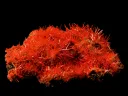 Crocoite from the Adelaide Mine in Tasmania