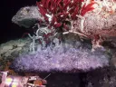 Photograph of giant tube worms living near a hydrothermal vent in the Gulf of California