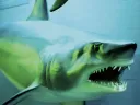A closeup from the renovated Fishes Gallery at the Harvard Museum of Natural History