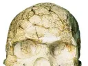 Skulls of a Neanderthal from Amud (not pictured) and an early human from Skhul show morphological differences between the two groups.