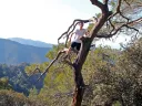 The author climbed this tree in Cyprus’s Troodos Mountains, en route to Lagoudera.