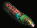 An earthworm rendered in 3D, with transparent outer skin to show the internal structures