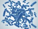 Bacillus Subtilis