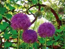 Photograph of purple flowers