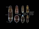 A photomontage showing how, when a whole panther worm is cut in two, the parts heal, form regeneration, and then develop into two complete panther worms.