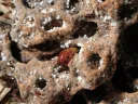 Termites like this soldier, patrolling a piece of fungal comb, aerate and improve the soil near their mounds.