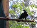 A crow perched on a branch inside an aviary holds a stick tool in its beak during downtime from the experiment 