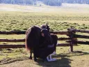 A woman seated on a stool wearing traditional Mongolian garb milks a yak.