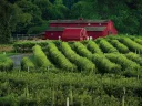 Views of orchards and iconic red bar at Lookout farm
