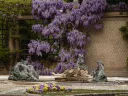 Wisteria in Pebble Garden at Dumbarton Oaks