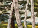 colorful painting detailing birch trees