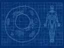 Illustration depicting blueprints of life, from a single cell to a whole human body