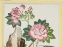 Mallow, the work of Pierre Joseph Buc’hoz