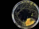 A sample of slime mold grows clockwise in a petri dish