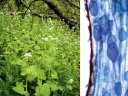 At left, the invader, a biennial herbaceous plant about three feet in height, shown here growing lustily in the understory, might reconstitute North American forests. At right, symbiosis in action. Vesicles of fungi, shown in blue, colonize the feeding tip of a tree root, its walls shown in brown.
