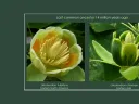 liriodendron tulipifera of Eastern North America and liriodendron chinense of Eastern Asia 