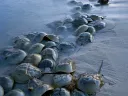 “Horseshoe crabs,” by Piotr Naskrecki, Harvard Natural History Museum