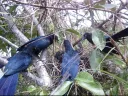 The breeding habits of tropical cuckoos, whose unrelated adults cooperate to rear young, have raised questions about the limits of kin selection in evolution. 