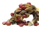 Seedpods of <i>Magnolia x soulangeana</i> (dispersed by animals)