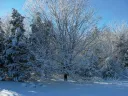 Blue sky, wintry day with snow on the ground and snow on maple tree branches