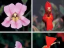 One form of the Rocky Mountain monkey flower has a long trumpet suited to pollination by hummingbirds; the other is pollinated by bumblebees. Their hybrid offspring don&rsquo;t do well in the wild, however, because they are not easily fertilized by the birds or the bees.