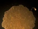 Mycobacteria form greasy, fatty-looking colonies. Their thick lipid coatings may play a role in allowing them to survive an onslught of antibiotics.