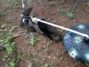 This unorthodox de-mining team avoids most of the traditional pitfalls. Metal detectors give too many false alarms, fooled by bullets or other debris. Hand-held ground-penetrating radar machines are too expensive. Dogs weigh enough to trigger mines, injuring or killing themselves and their handlers.